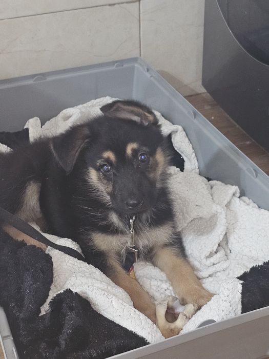 Ola sou uma menina pastor alemãde 2 meses