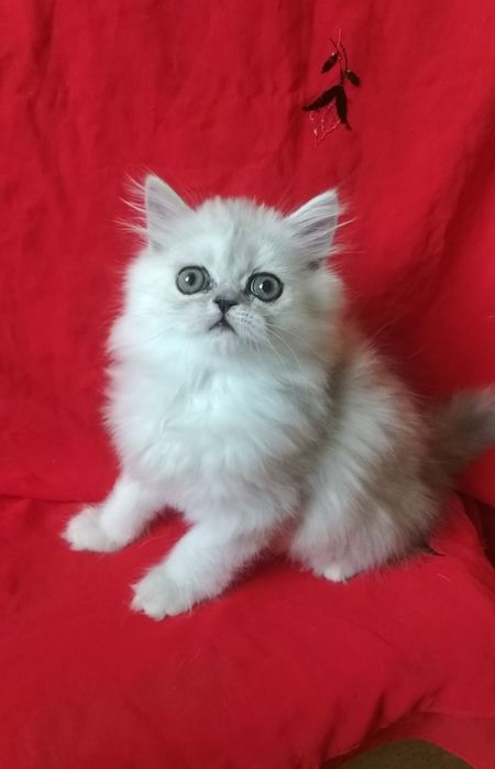 Девочка серебристая 2 месяца шиншилла хайленд