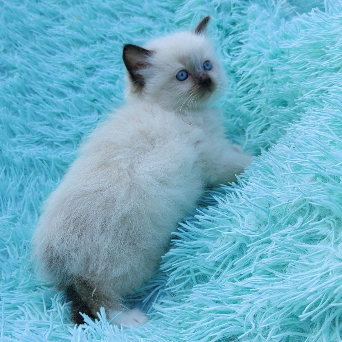 Kotka Ragdoll      .
