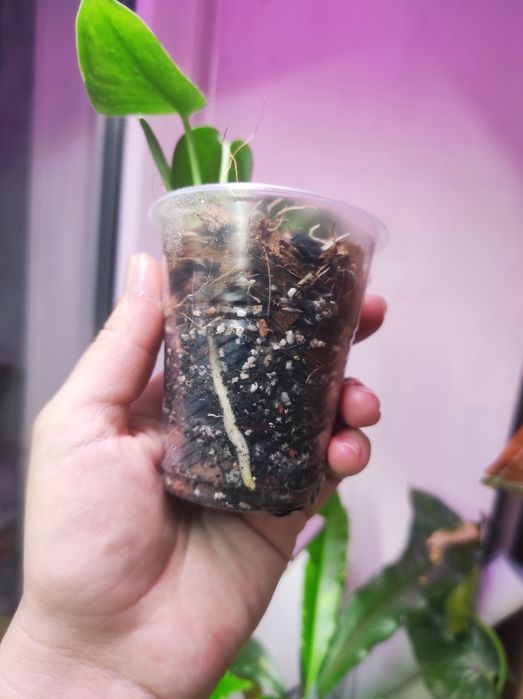 Филодендрон Rio, Сциндапсус Silver Ann