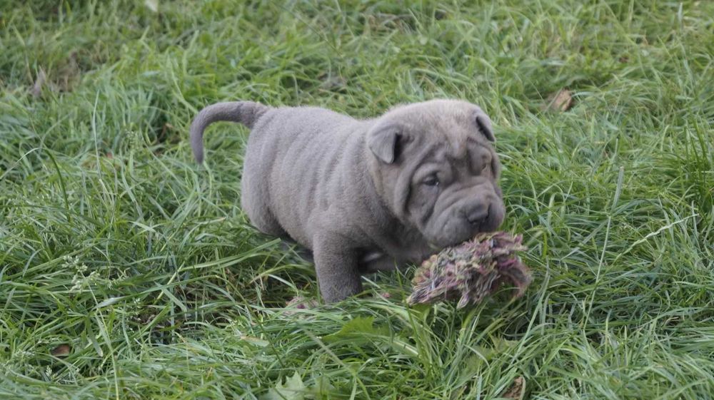 Eros blue Shar Pei, błękitny szczeniak Shar Pei