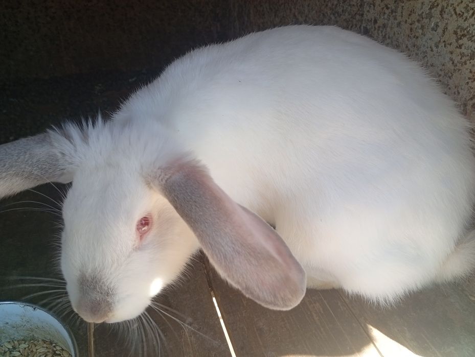 Кролики Краматорск