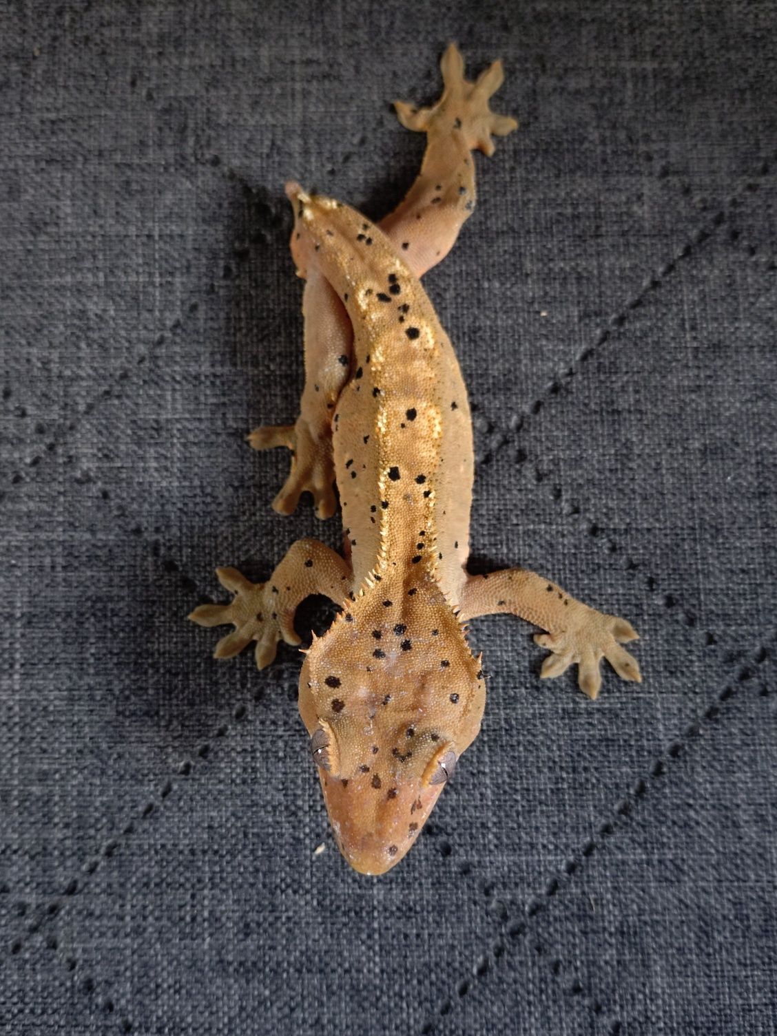 Gekon orzęsiony (Correlophus ciliatus) Młody samiec