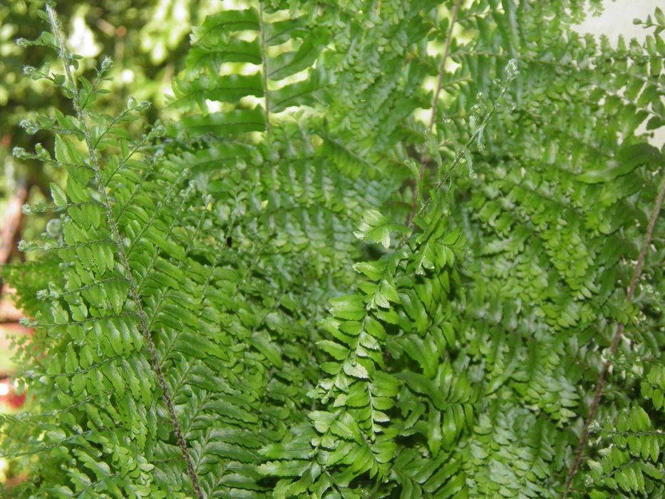 Młoda sadzonka paproci