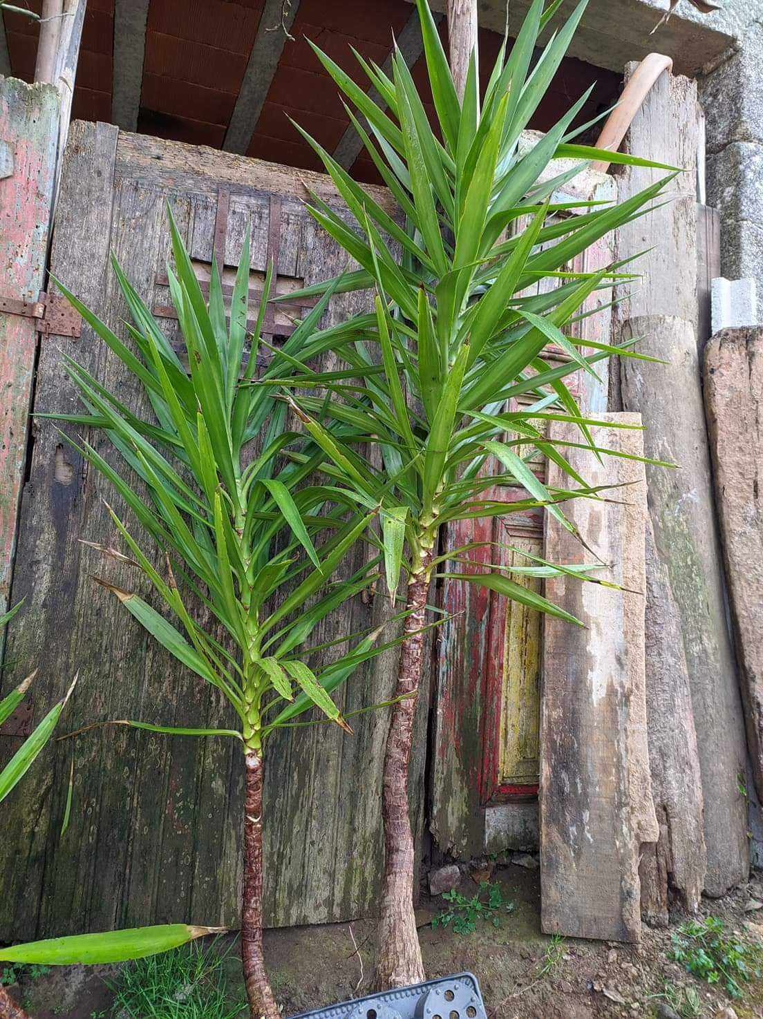 Yucas, planta de jardim tropical