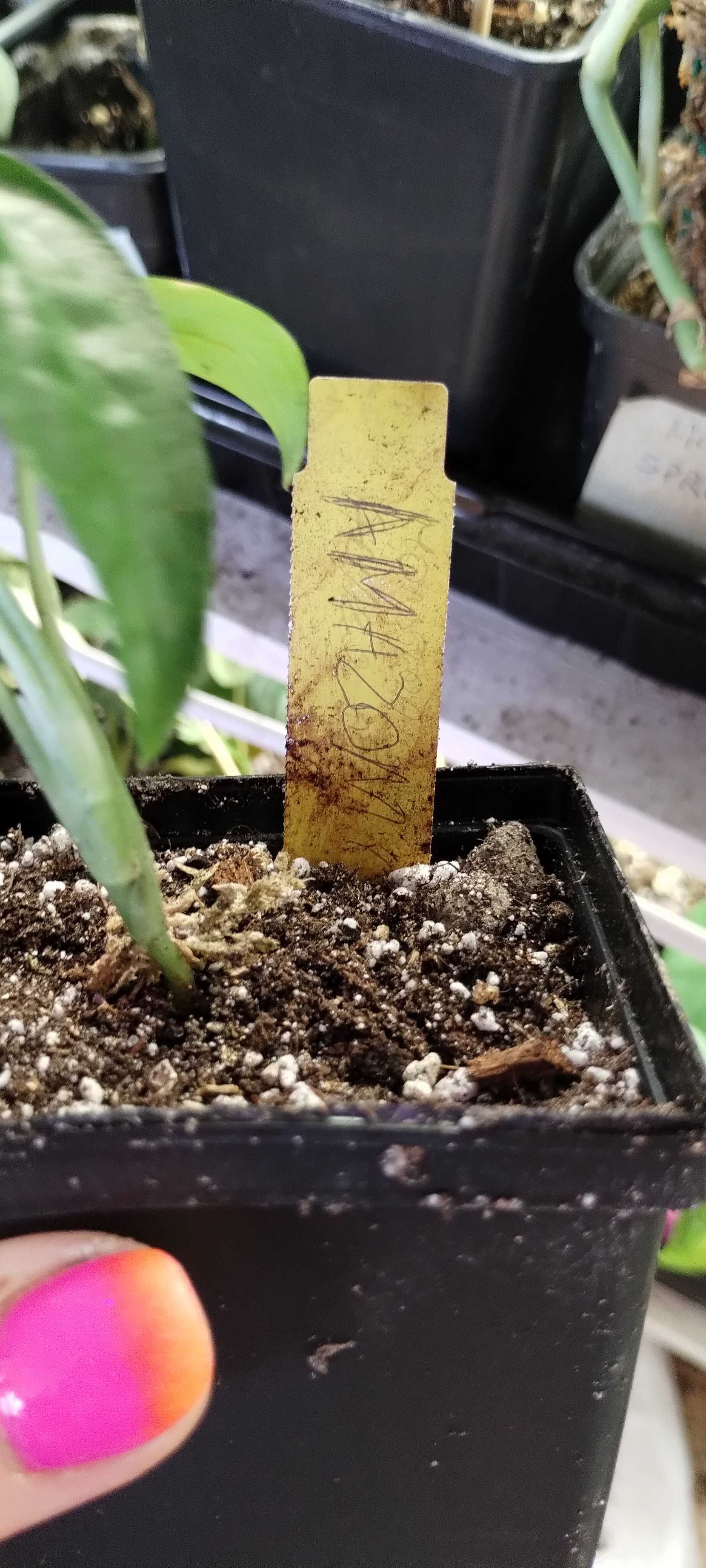 monstera oblique amazonas/amazonica