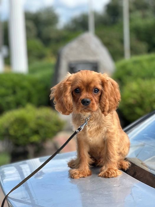 Хлоп'ятко ккчс ксу