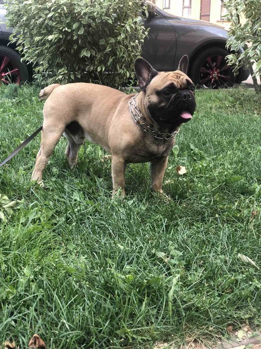 Вязка французский бульдог