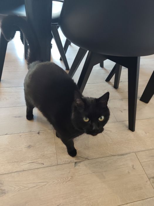 PILNE!!! Oddam koty w dobre rece PILNE!!!