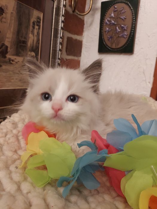 Ragdoll,ODBIÓR-X.XI.25 badania ,rodowód