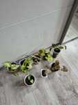 Zestaw syngonium unikat