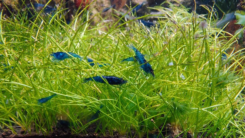 Krewetki caridina blue Velvet