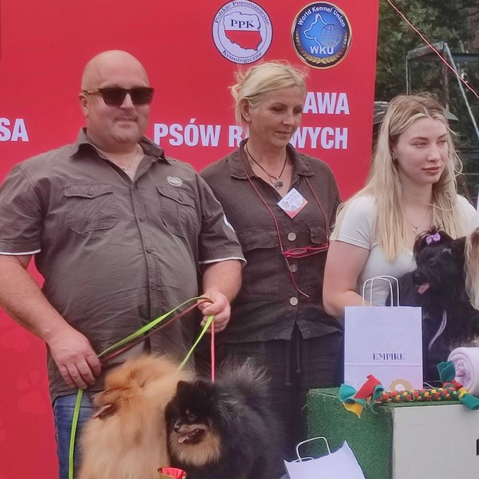Wzorcowy Mały Szpic Niemiecki piękny exterrier rodzice FCI
