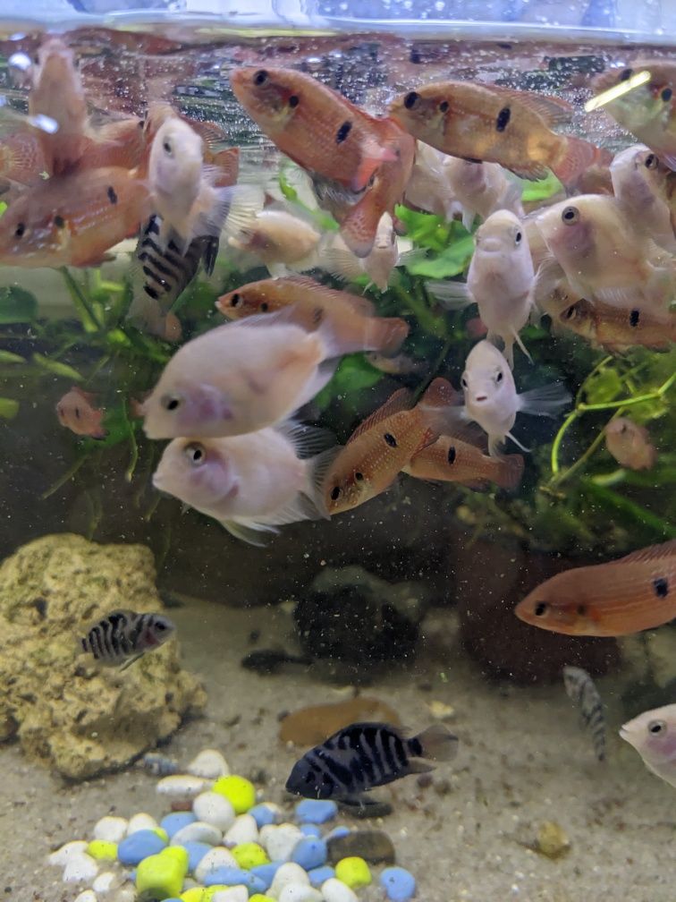 Хроміс красень цихліди акваріумні рибки