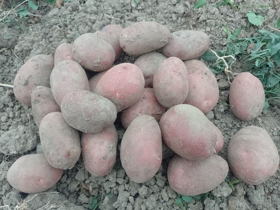 Ziemniaki Soraya  Redsonia Bellarosa