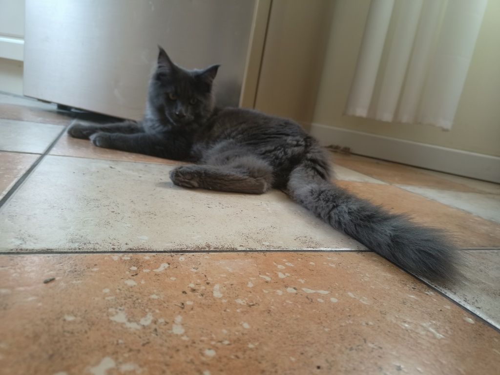 Maine coon Śliczna kotka