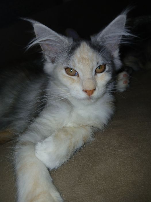 Piękna szylkretka Maine coon