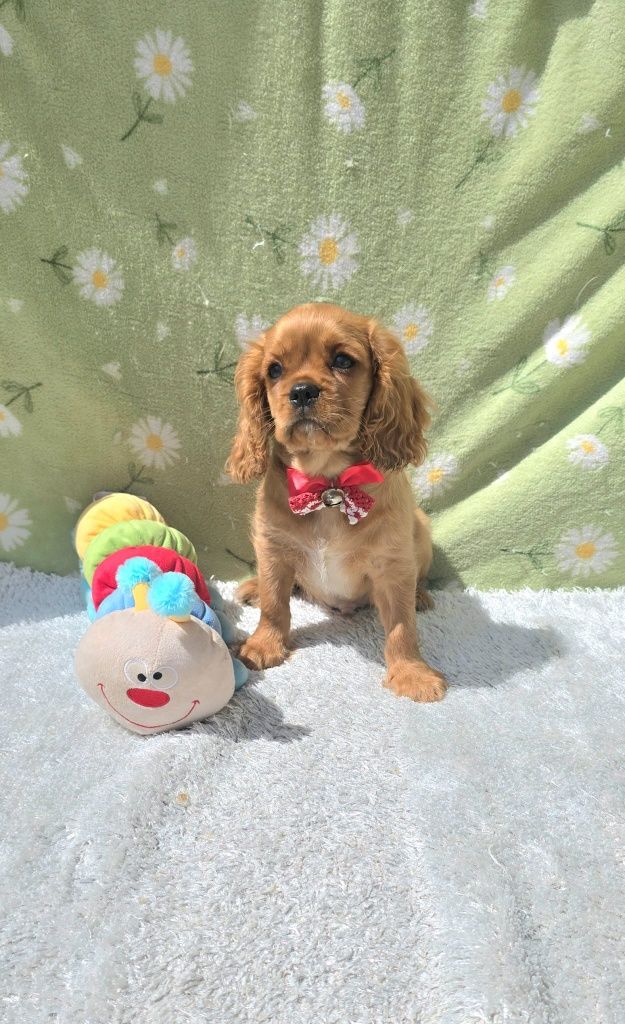 Cavalier King Charles Spaniel Macho