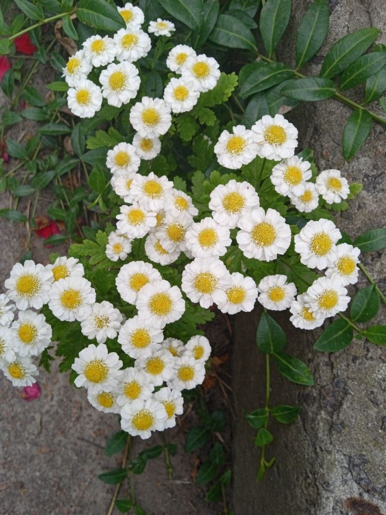 Багаторічні садові квіти.