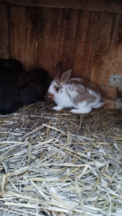 Króliki duży wybór