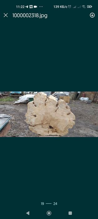 Клён каповый.Экслюзивный.