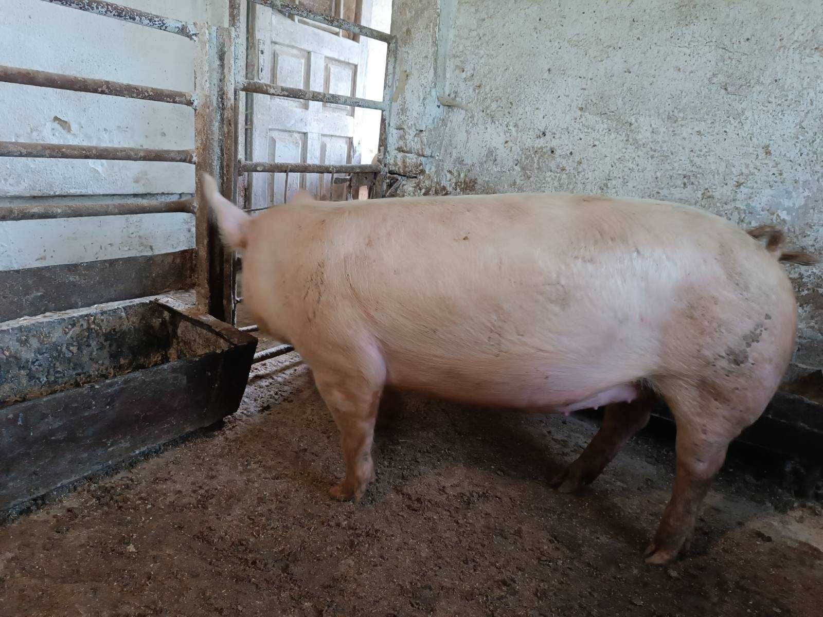 Продам свиню м'ясної породи.