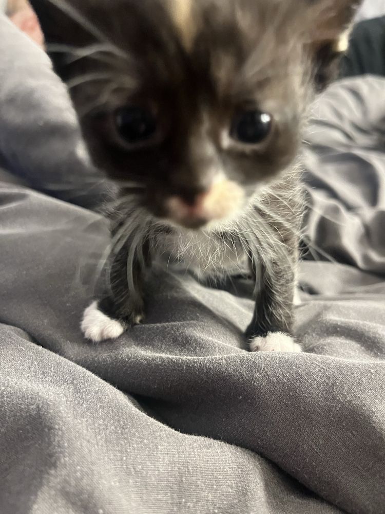 kotki do adopcji :)