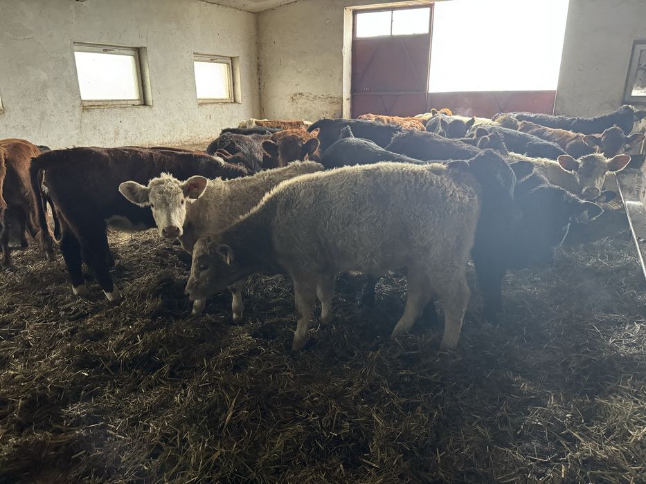 Jałówki cielęta odsadki mala waga 170 kg
