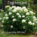 Квітучі кущі: троянда,гортензія,айва,бульденеж