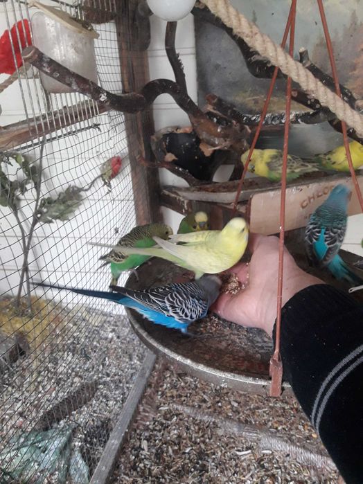 papugi faliste sprzedam