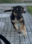 Cães bebes ADOÇÃO