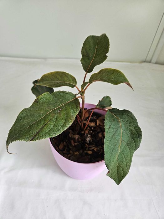 Hortensja bukietowa Hot Chocolate 35cm C2 – krzew ozdobny