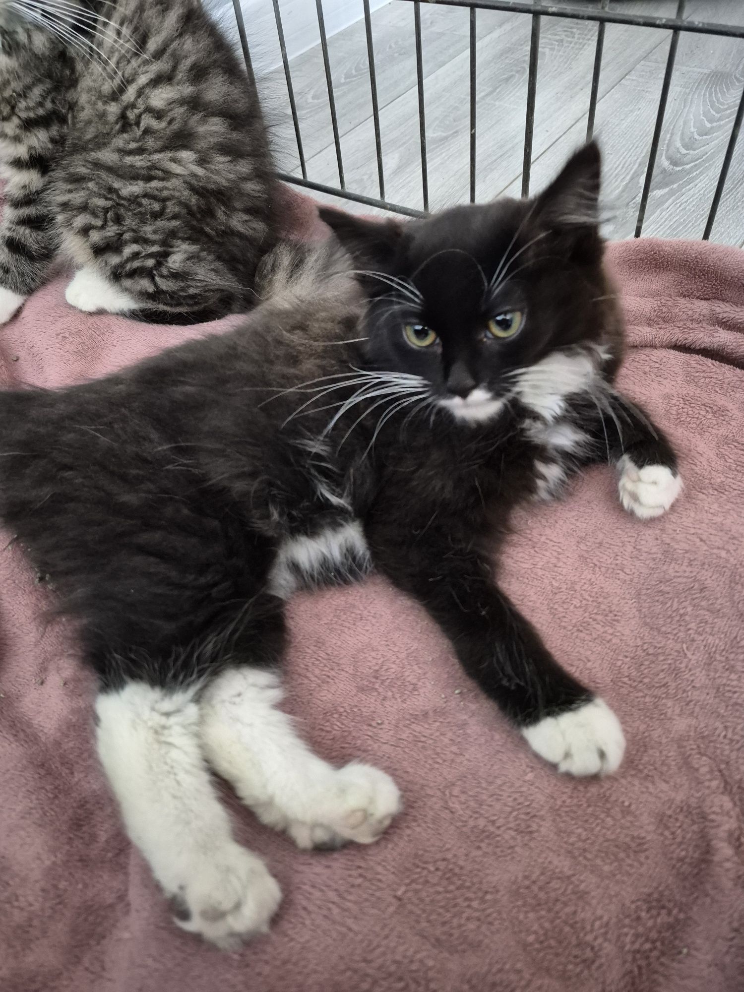Koteczka do adopcji