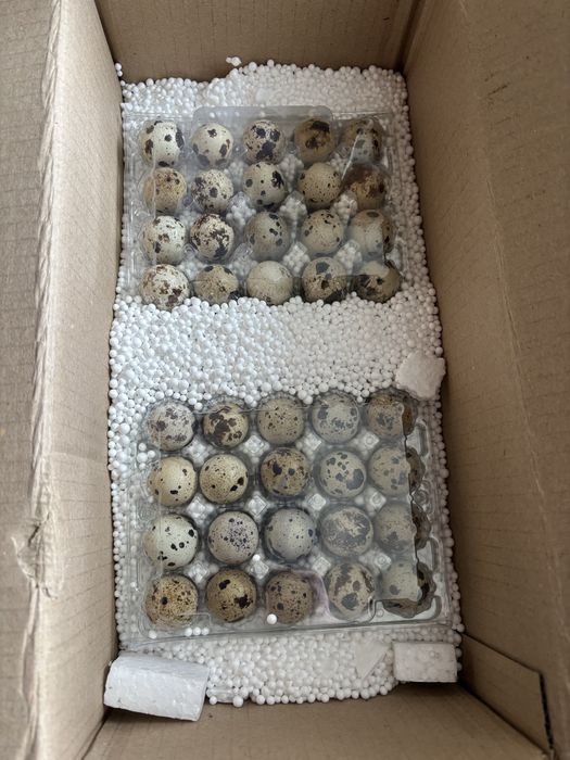 Яйця для інкубації перепелині, техас