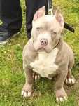Amstaff Szczeniak Lilac