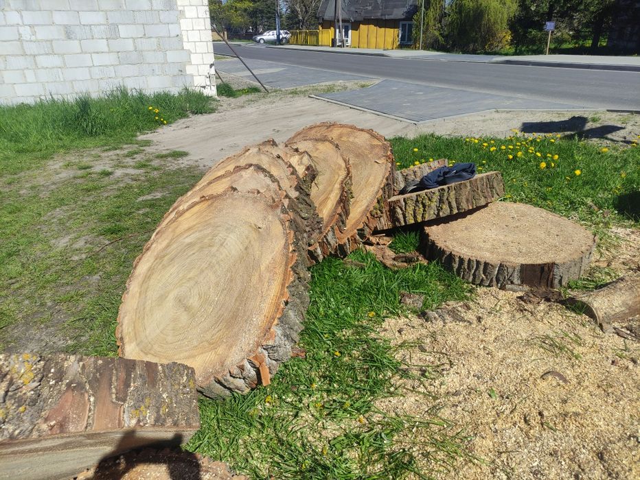 Stolik pień z topoli średnica okolo 100 cm na stoły pień stół ogordowy