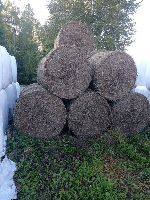 Bele słomy z konieczyny