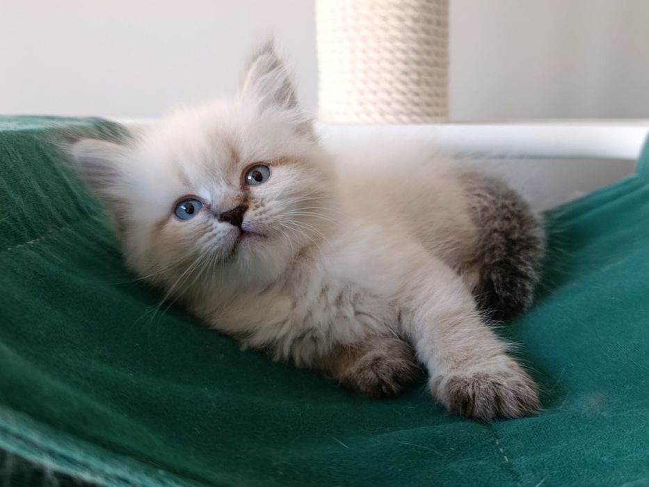 Мила сибірська дівчинка з документами Andromeda