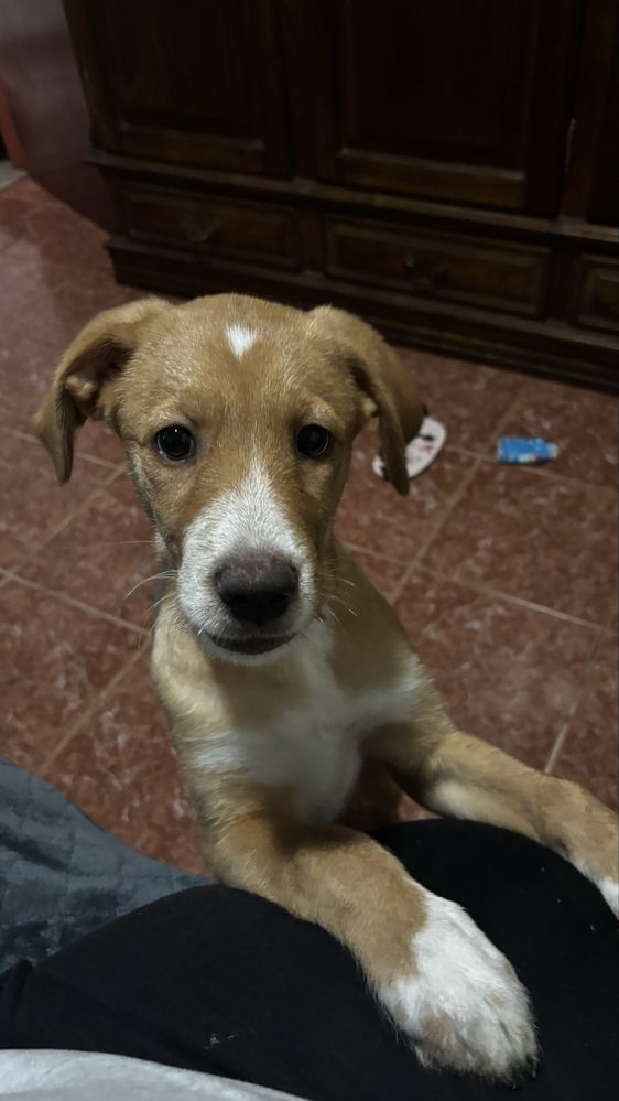 Cão para adoção com 3 meses