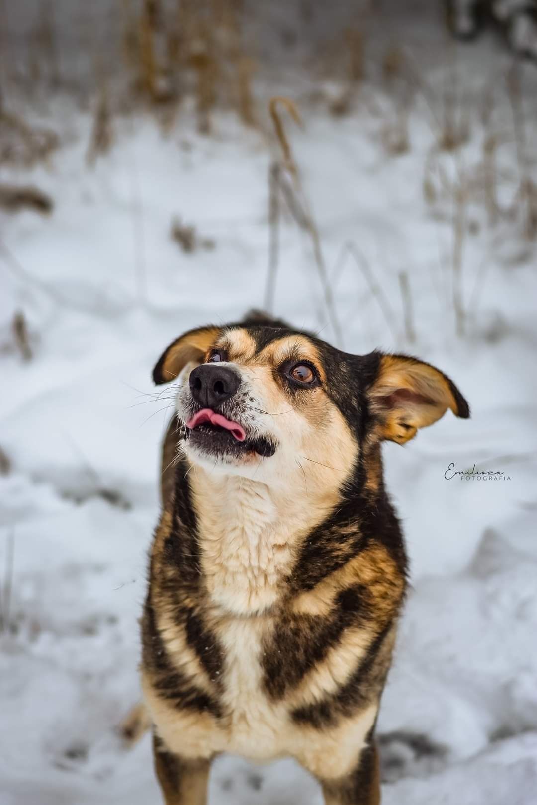 Wyjątkowy Gustaw szuka domku! Pies do adopcji