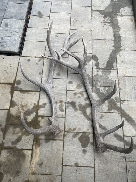 Zrzuty jelenia poroze