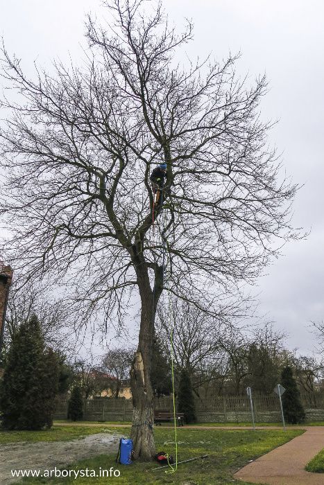 Arborysta Pielęgnacja i Wycinka Drzew
