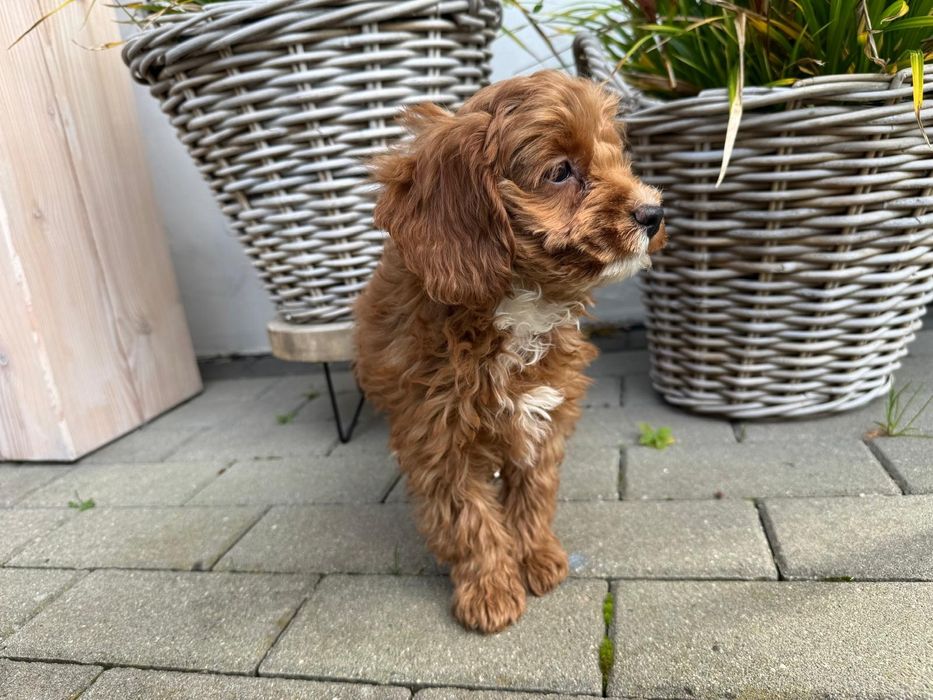cavapoo szczeniak