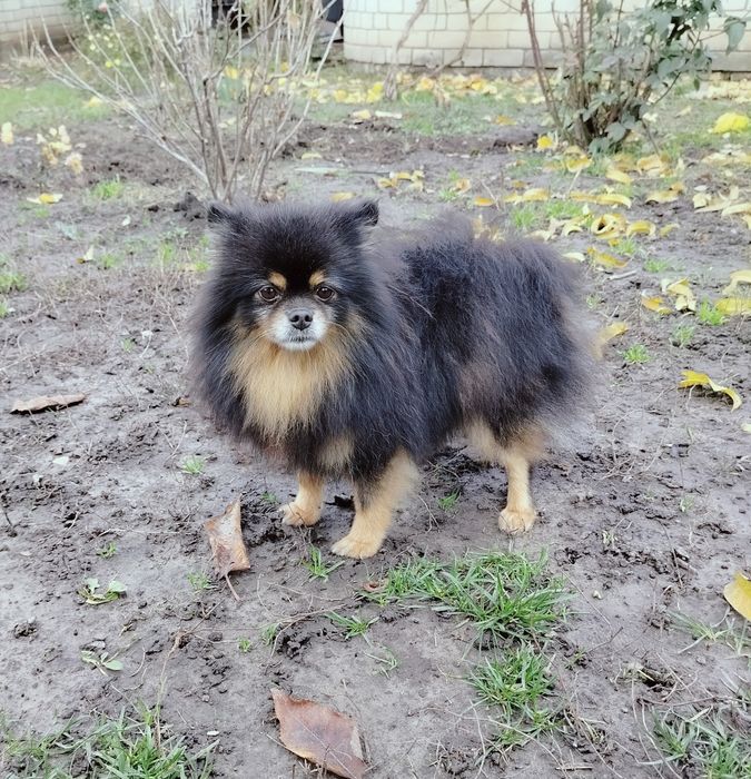 Доросла дівчинка шпіц