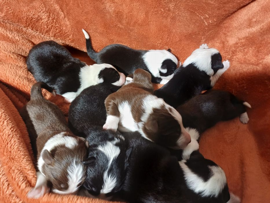 Border collie, szczeniak, piesek brązowo-biały