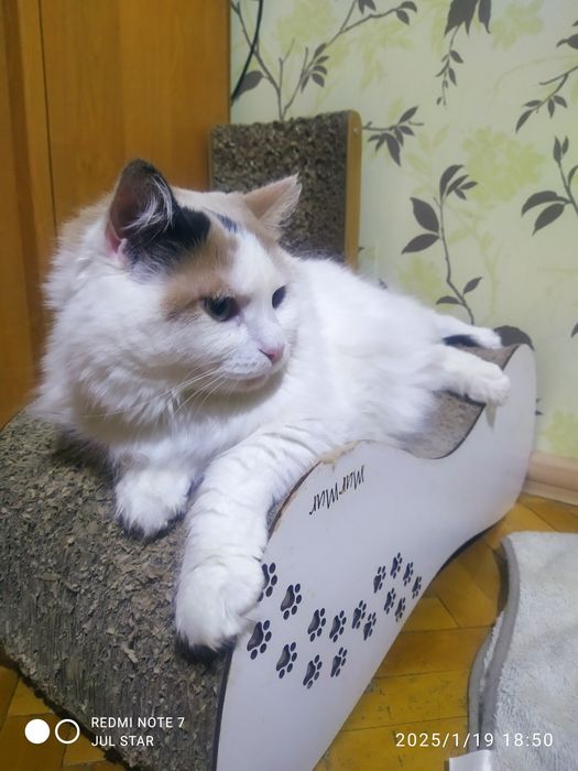 Киця шукає родину