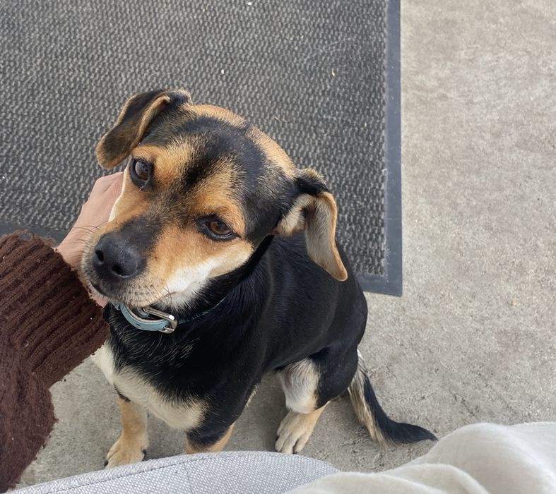 Szczeniaki do przygarnięcia