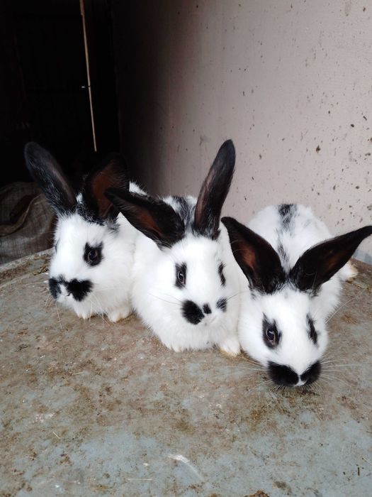 кролики молодняк строкачі боргунці