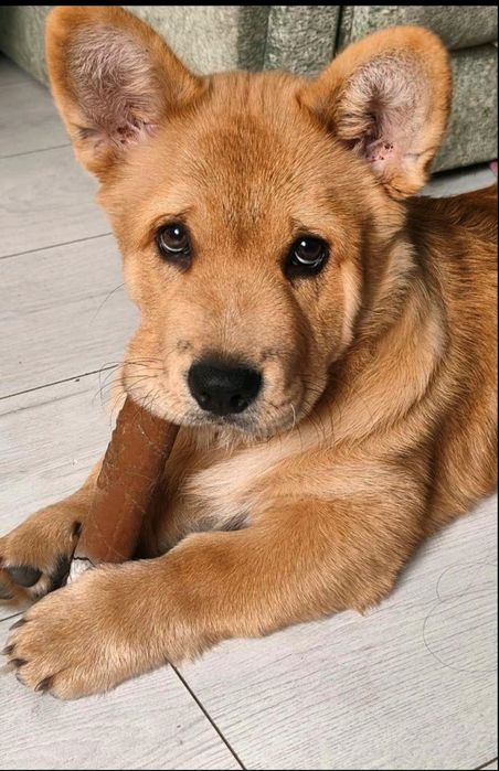 Единий і неповторний , коргі + чау чау.