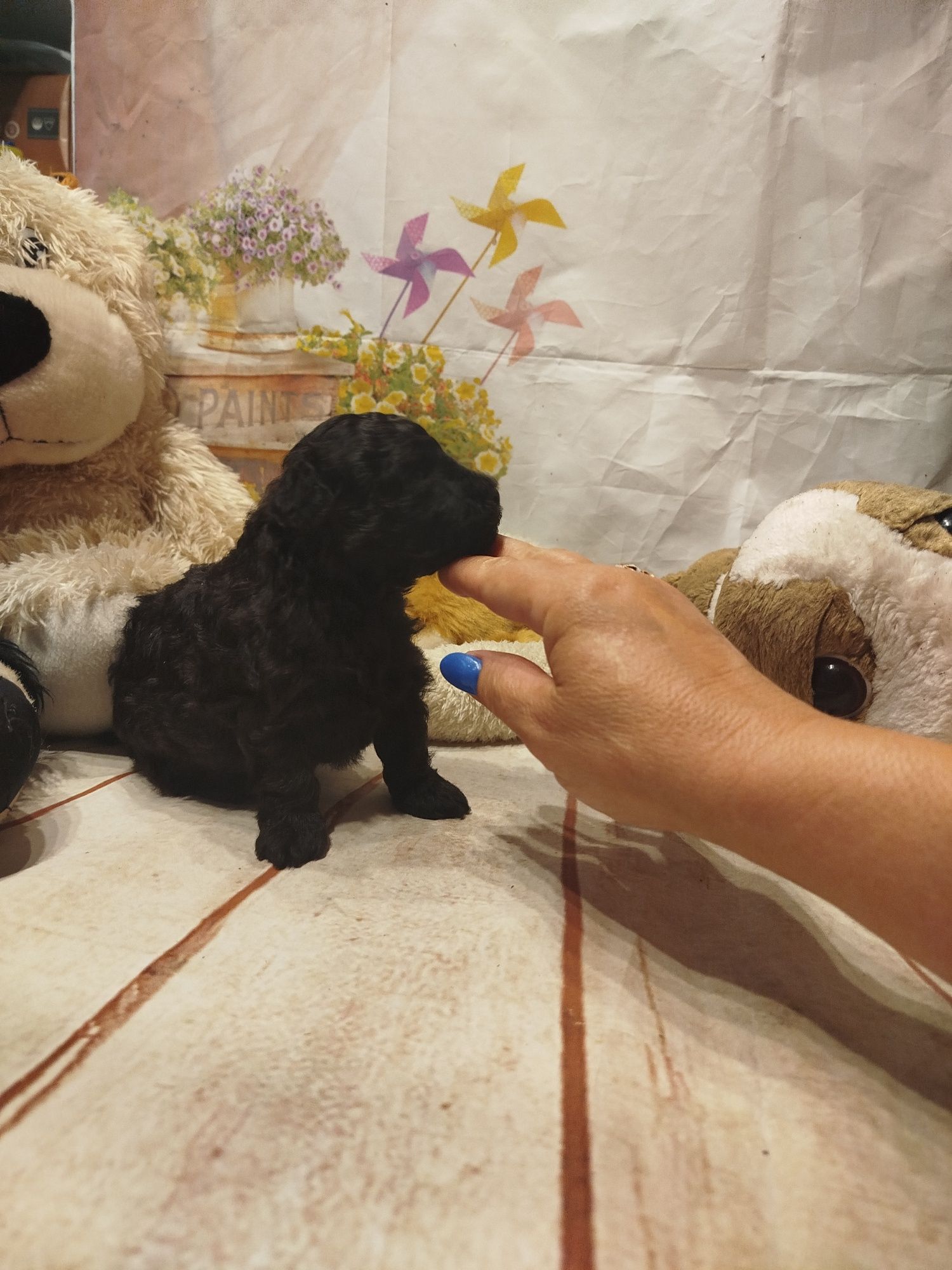 Pudel toy/miniatura czarny piesek